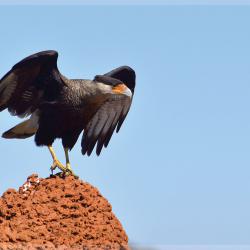 Carcará, Parque Nacional da Serra da Canastra - Foto: Roberto Torrubia