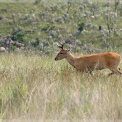 Veado-campeiro, Parque Nacional da Serra da Canastra - Foto: Roberto Torrubia