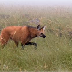 Lobo-guara, Parque Nacional da Serra da Canastra - Foto: Roberto Torrubia